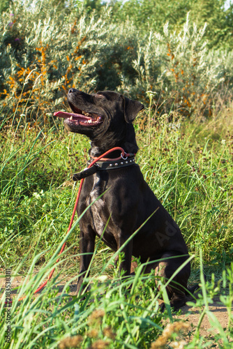A black Labrador Retriever sits in a grassy field. The dog has a shiny coat and is wearing a red collar. The background features green foliage and wildflowers.