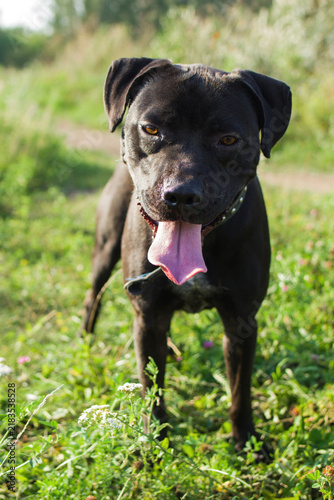 Canvastavla A playful black Staffordshire Bull Terrier stands in a grassy field