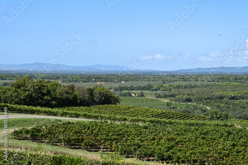 Bolgheri Tuscany 9/5/2025 Bolgheri Cabernet Sauvignon grapes and vineyards in Tuscany for Supertuscan Grattamacco, Sassicaia and Ornellaia wines.The Grattamacco vineyards