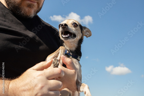 anxious small dog showing its teeth while a man holds and examines a front paw, illustrating handling stress, defensive behavior and sensitive pet care outdoors