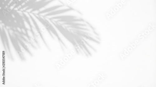 Tropical palm leaf shadow on a white wall natural light and minimalist aesthetic