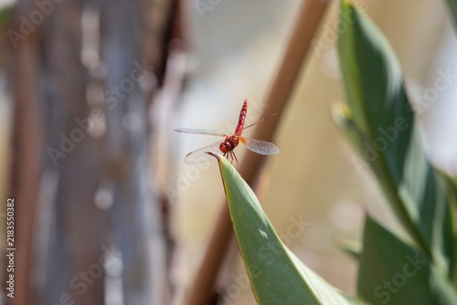 Red dragonfly perched on a green leaf