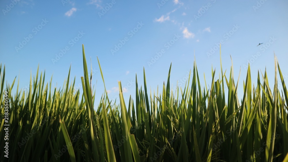 Fototapeta premium Low angle view of green grass blades against a clear blue sky.