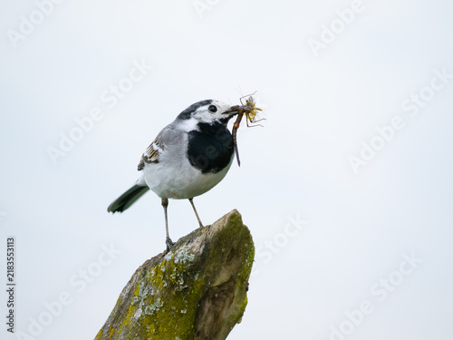 Obraz na płótnie White Wagtail Holding Insect Prey on Perch