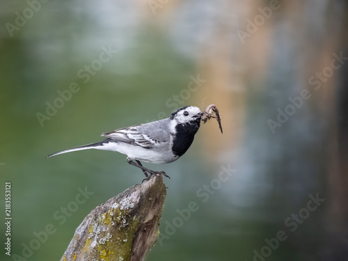 Obraz na płótnie White Wagtail Holding Insect Prey on Wooden Perch