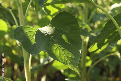 Large juicy green sunflower leaves close up, texture of fresh sunflower leaves under sunlight, natural background. Detailed shot of healthy green leaves of agricultural crop (sunflower) in summer