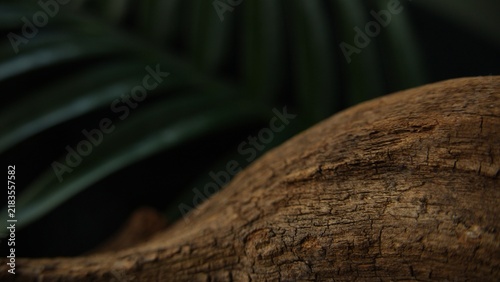 Curved driftwood form with tropical leaf background