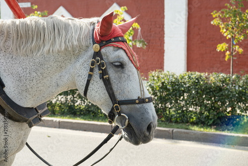 Quadro su tela Dapple grey horse head in a traditional decorative bridle against a red wall