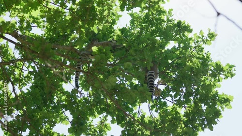 Lemurs feed in the trees branch