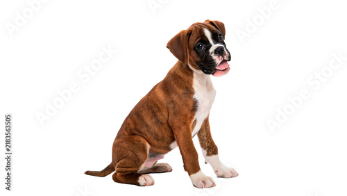 Bild auf Leinwand Cute boxer puppy dog sitting down portrait isolated on transparent background