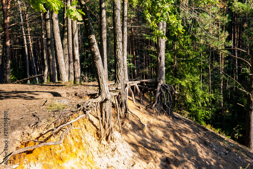 Фотография A view of a steep eroded sandy cliff with pine trees standing on the edge, their roots exposed to the air