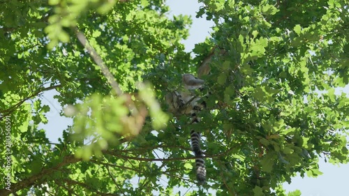 Lemurs are chewing in a tree in forest slow motion