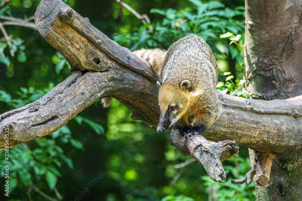 Obraz premium South American coati, Nasua nasua is a coati species from tropical and subtropical South America.