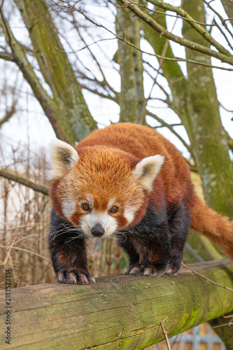 Cute fluffy red panda in the countryside