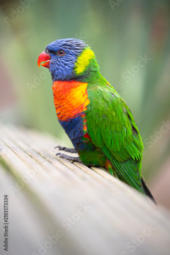 Cuadro en lienzo Colourful bright rainbow lorikeet sitting looking at the camera