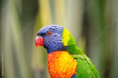 Canvastavla Colourful bright rainbow lorikeet sitting looking at the camera