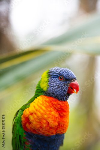 Cuadro en lienzo Colourful bright rainbow lorikeet sitting looking at the camera