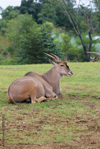 Konstfotografi The common eland (Taurotragus oryx) is also known as the eland antelope