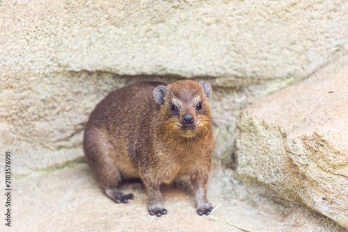 Canvastavla Front view of the rock hyrax (Procavia capensis), also called the Cape hyrax