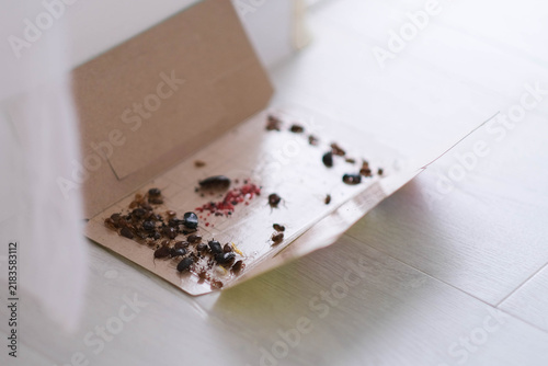 Open glue trap with dead cockroaches