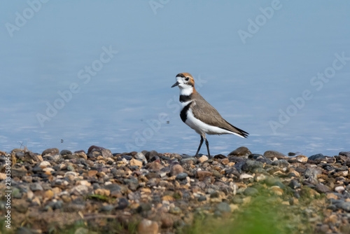 Fotografía Two banded plover,Charadrius falklandicus, Chubut, Patagonia , Argentina