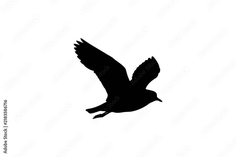 Fototapeta premium Silhouette of a flying bird in mid-air against white background.