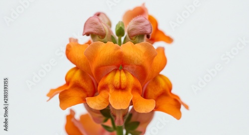 Vibrant Orange Snapdragon: A close-up shot showcases the intricate beauty of an orange snapdragon flower, its petals unfurling with delicate grace against a clean backdrop.