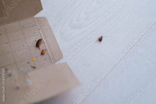 A dead cockroach next to an open glue trap.