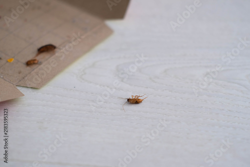 A dead cockroach next to an open glue trap.