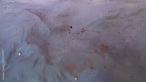Fire ants organized a road on food packaging during foraging. The bottom of the tent was gnawed by ants. Hong Kong