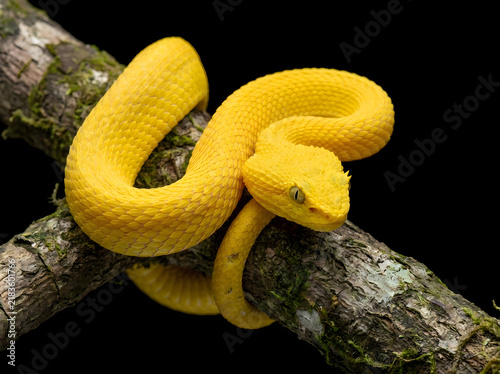 Bright yellow eyelash viper snake coiled on a mossy tree branch against black background