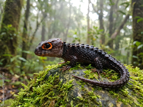 Red-eyed crocodile skink on mossy rock in misty tropical rainforest habitat
