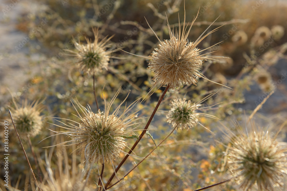 Fototapeta premium Closeup of a thicket of Globe Thistle (Echinops spinosissimus), which feature prominent, sharp long spines jutting out from spherical flower heads.