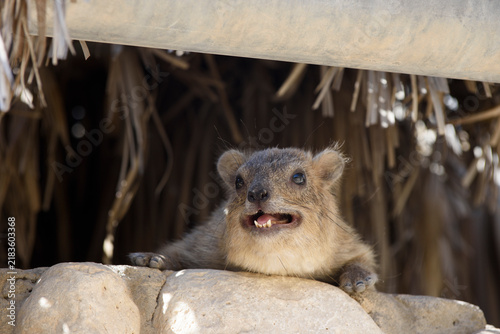 Quadro su tela Closeup of a rock hyrax (procavia capensis), also called dassies or conies, with open mouth and exposed teeth