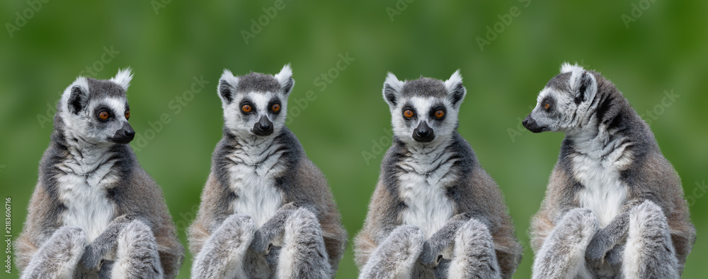 Fototapeta premium Four ring tailed lemurs sitting on blurred green background
