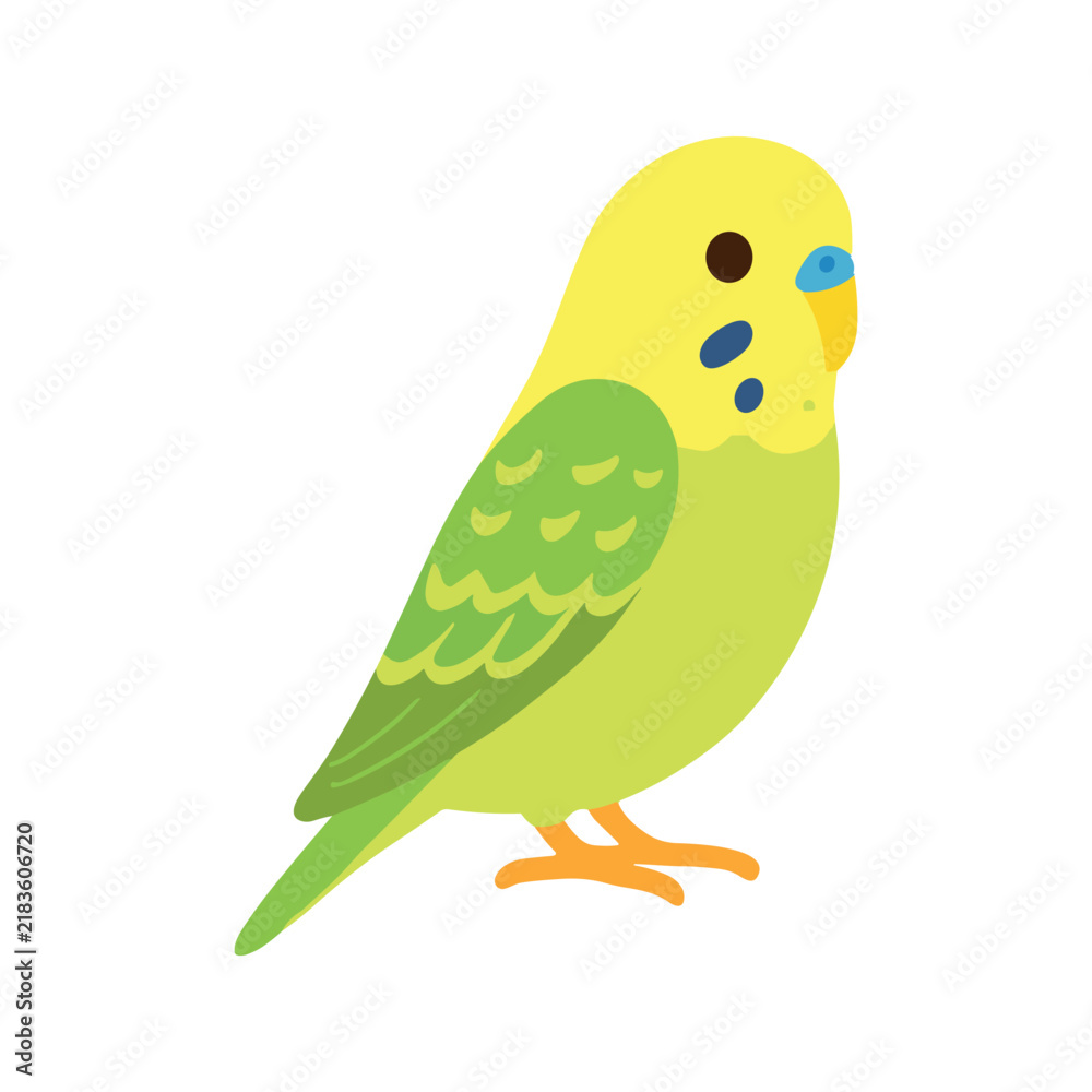 Fototapeta premium Cute Budgie Bird Illustration