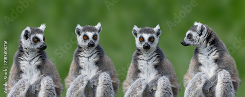 Картината върху платно Four ring tailed lemurs sitting on blurred green background