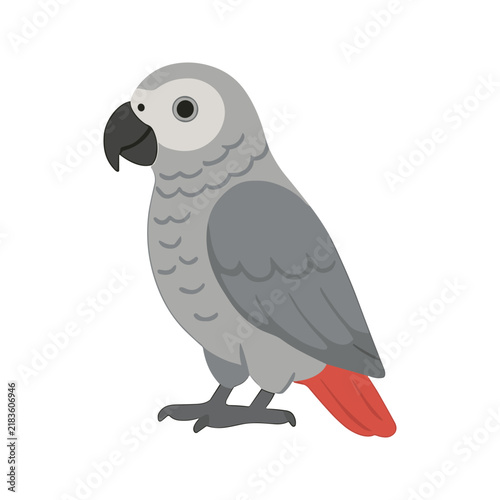African Grey Parrot Illustration