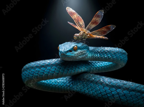 Blue viper snake with a dragonfly on its head against a dark black background
