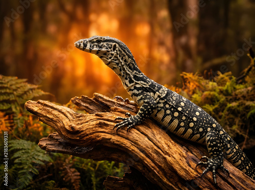 Young monitor lizard resting on a mossy log in a lush tropical rainforest environment.
