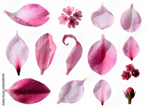 Set of Pink Rose Petals Floral Botanical Collection for Spring Summer Love Beauty Decoration and Seamless Nature Pattern Design