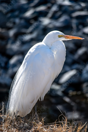 An Egret Preening itself in South Carolina