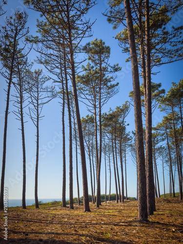 Tall Coastal Pine Trees Against Clear Blue Sky