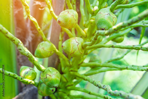 A coconut bunch containing both small, developing fruits and fruits that have rotted before maturing.