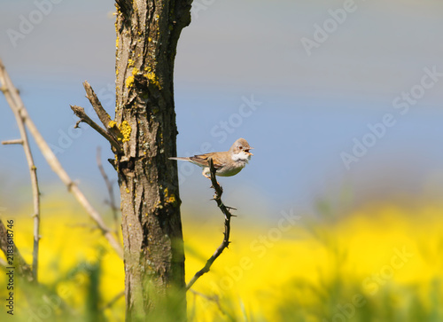 Konstfotografi Common Whitethroat (Curruca communis) calling while perched on a thorny twig with a blooming rapeseed field in the background