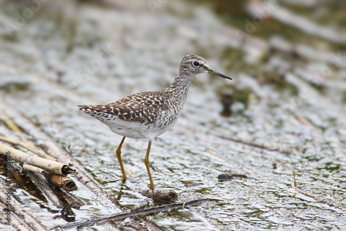 Wood Sandpiper (Tringa glareola) standing in shallow water among decaying vegetation.
