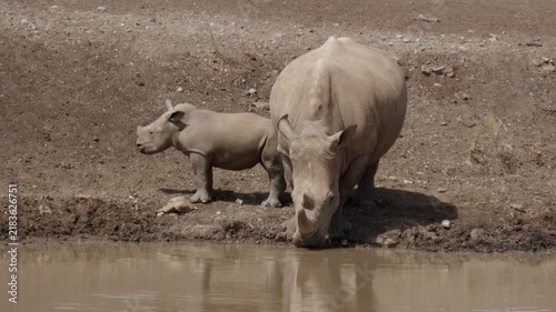 Wild white rhino and calf drinking water in its natural habitat