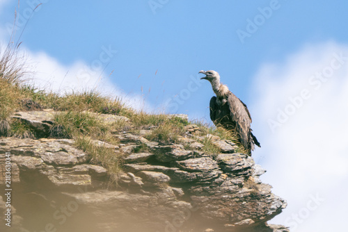 Foto Eurasian Griffon vulture (Gyps fulvus) perched on a rocky ledge against blue sky