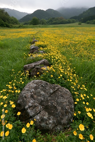 Tapety artystyczne Kyoto spring wildflower meadow features stones in foreground
