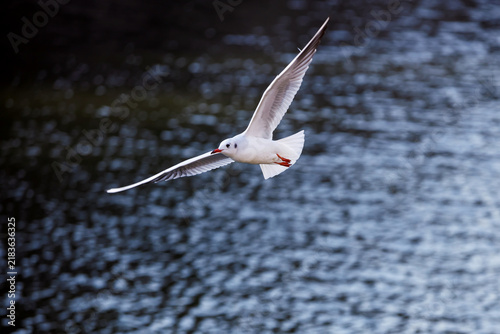 Quadro su tela Black-Headed Gull Flying Over the Water at Osaka Castle Park